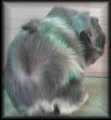 F-Wurf (*20-09-2006)