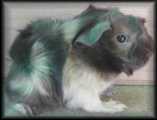F-Wurf (*20-09-2006)