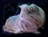 Meerschweinchen: Coronet-Dame vom 25-09-05
