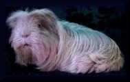 Meerschweinchen: Coronet-Dame vom 25-09-05